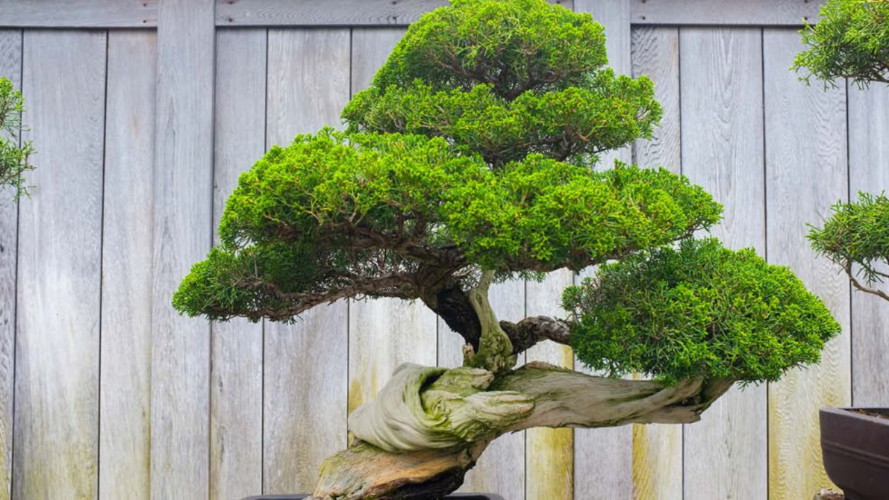 Japan Most expensive tree