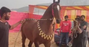 Horse in Pushkar Mela 2023