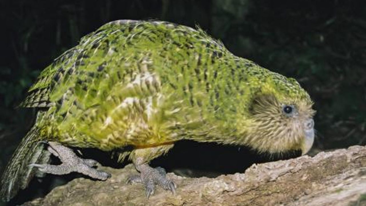 Kakapo